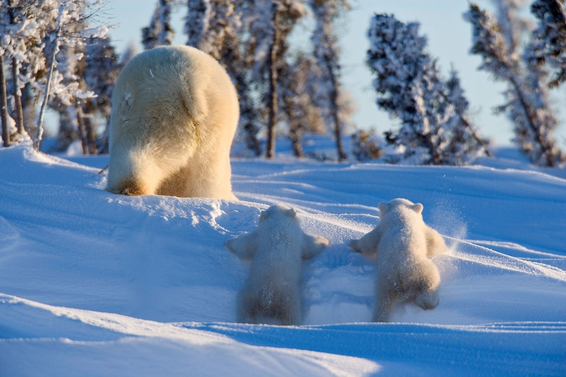 Обитатели снегов. Животные зимой. Медведь зимой. Звери в зимнем лесу. Забавные животные зимой.