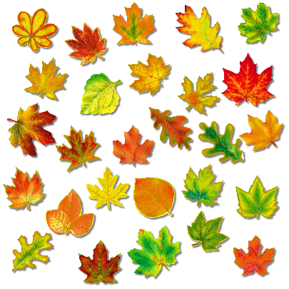 Маленькие листочки