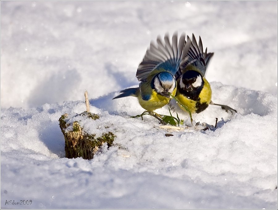 Какие птицы ночуют в снегу. Синичка на снегу. Синичка зимой. Замерзшая синица. Замерзшие птицы.