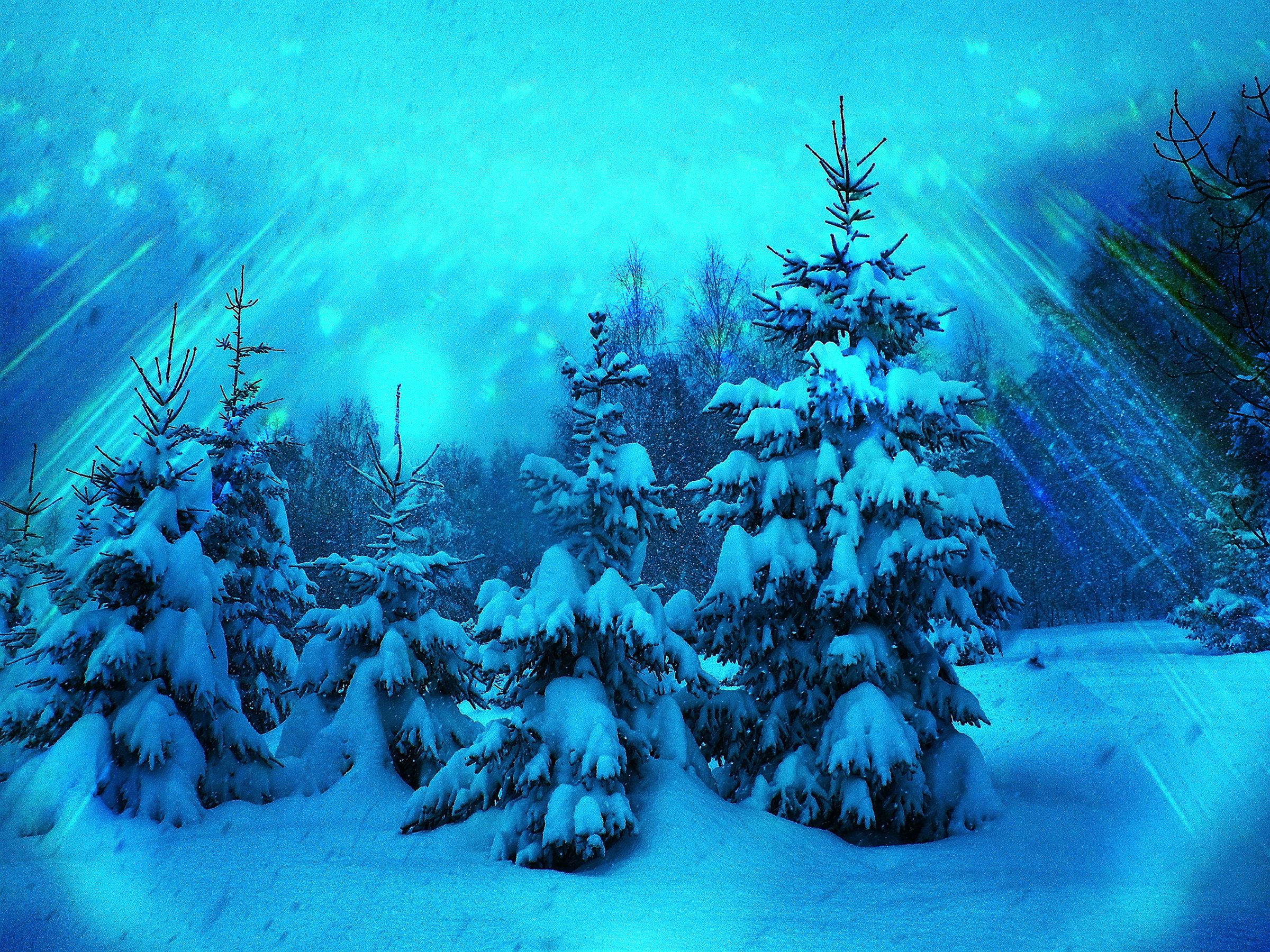 Елки сугробы. В новогоднем лесу. Сказочный зимний лес. Зимний новогодний лес. Пейзаж с елками.