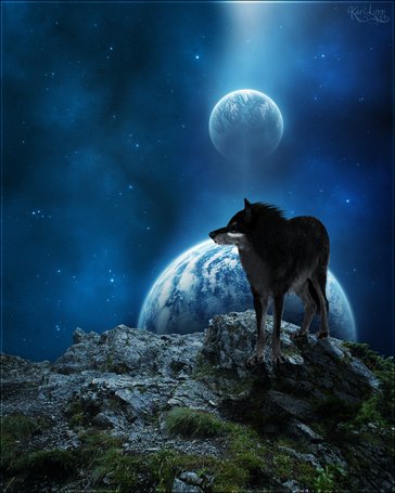 Волк в ночи