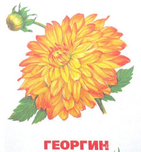 Георгин для детей