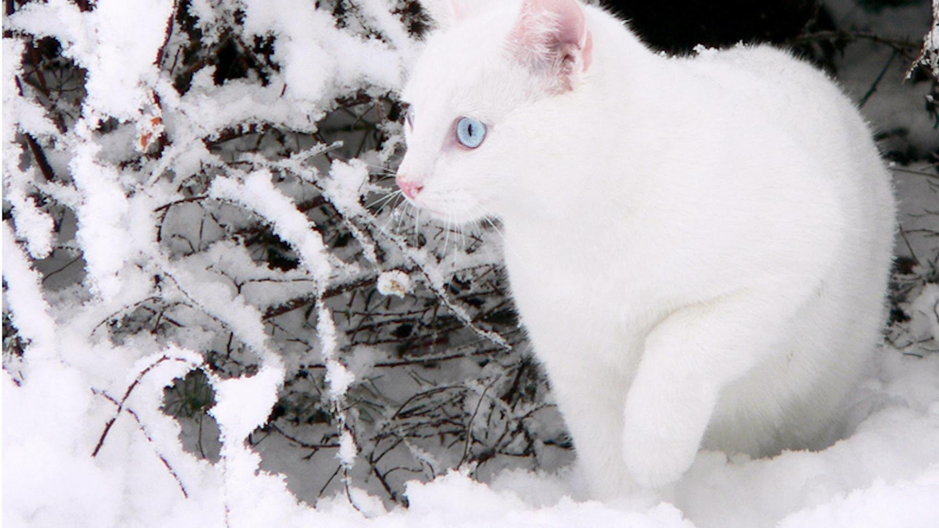 Снежки белые пушистые. Аляскинский снежный кот. Белый кот на снегу. Белый снежный кот. Кот зимой.