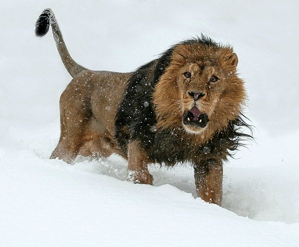 Бывают снежные львы