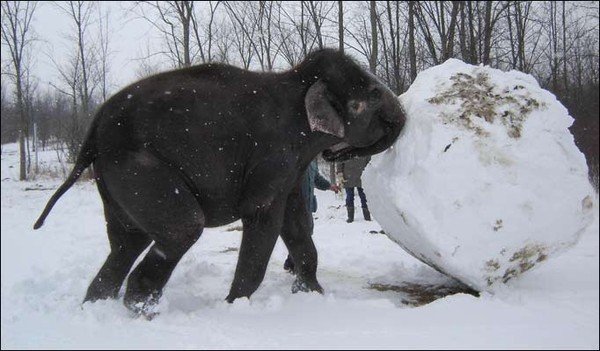 Слон зимой