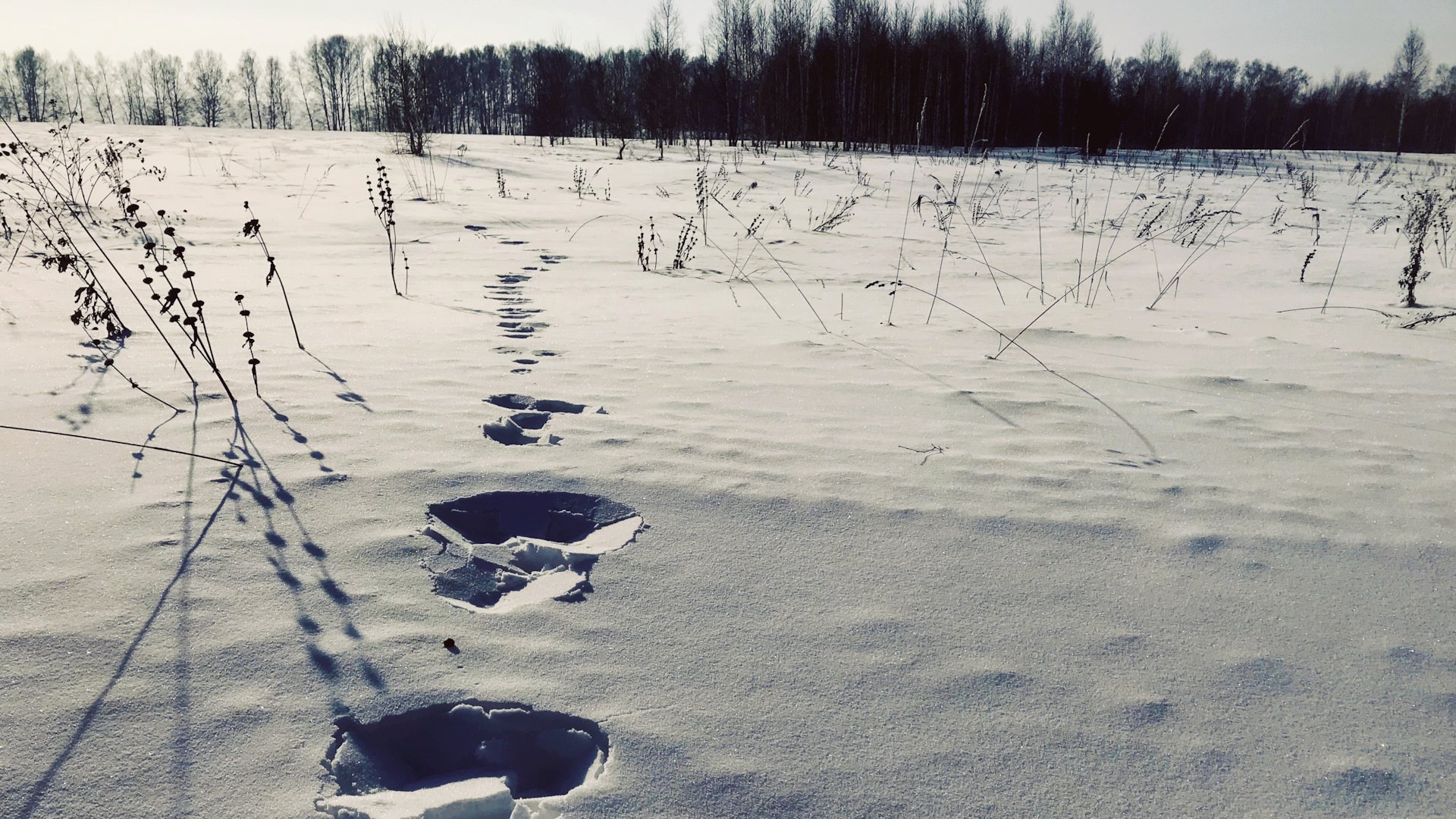 Ф наст. Наст на снегу. Наст зимой. Ледяной наст. Корка снега.