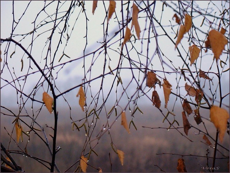 Облетевшей березке. Поздняя осень листья. Дерево с опавшими листьями. Береза поздней осенью. Опавшие листья березы.