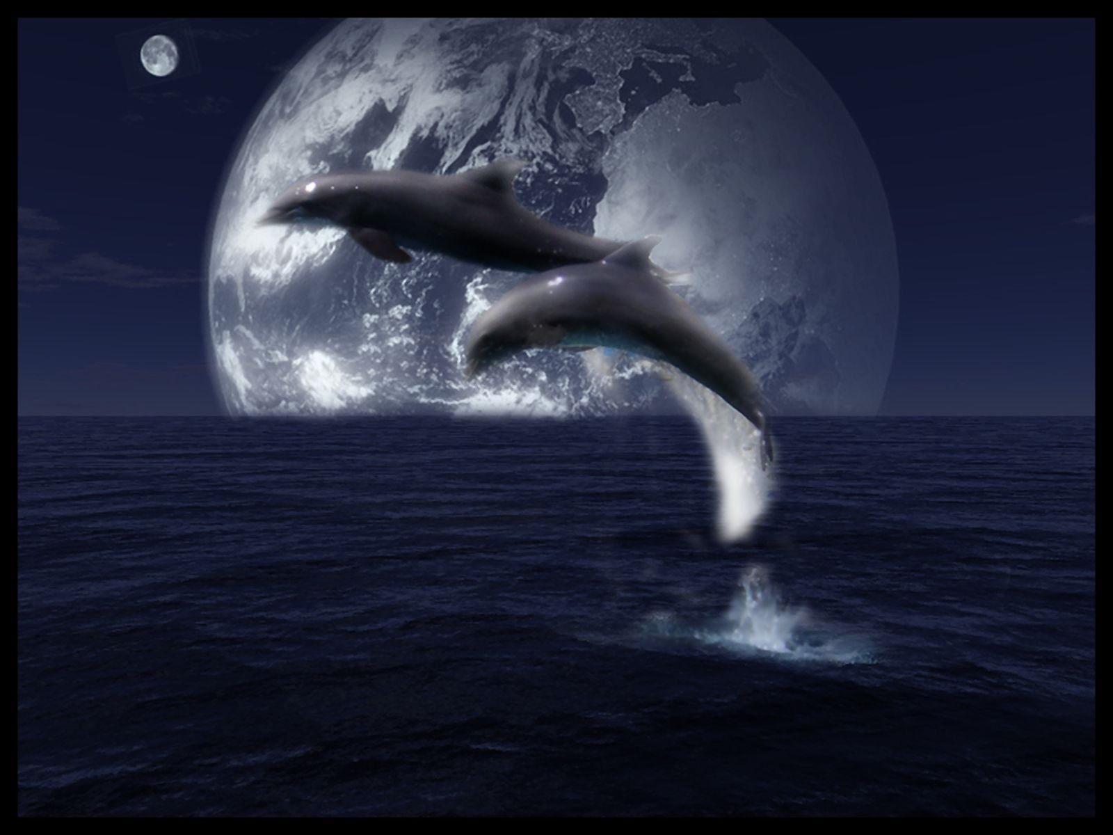 Луна дельфины песня. Дельфины. Дельфины ночью. Дельфин ночью. Дельфины на фоне Луны.