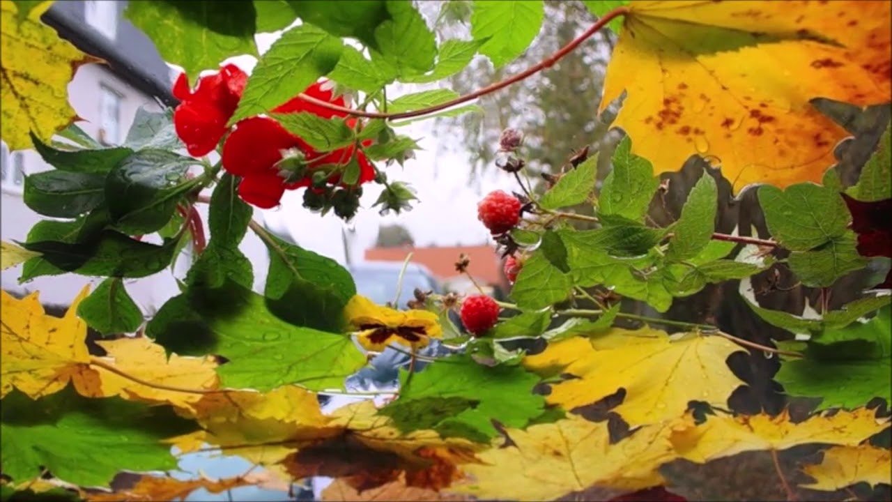 Вдруг среди листвы видишь. Осень дождь. Осень листопад. Осенние листья на земле. Бабье лето.