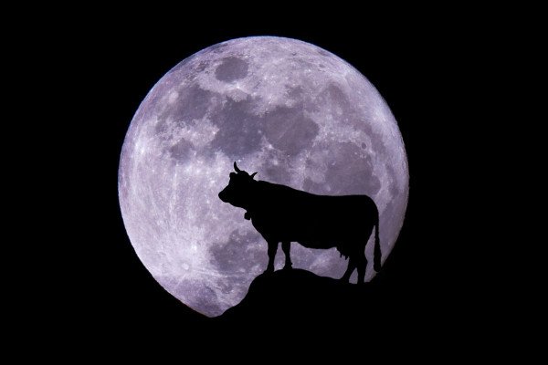 Корова на Луне