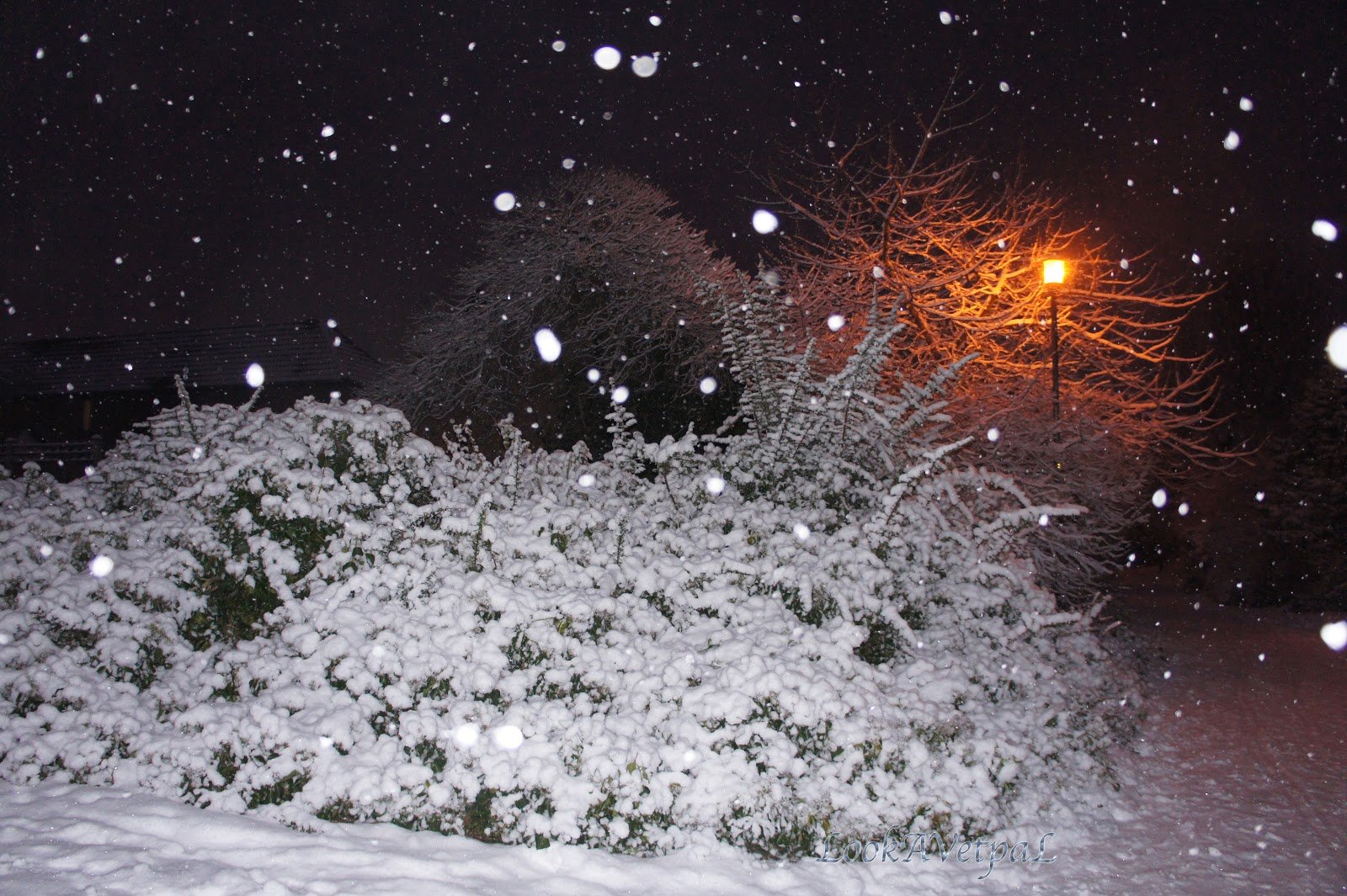 Падал крупный снег. Падает пушистый снег. Падающий снег. Хлопья снега. Куст в снегу вечером.