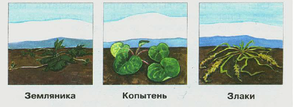 Зимовка растений для детей