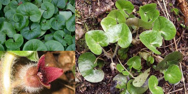 Копытень самоопыление