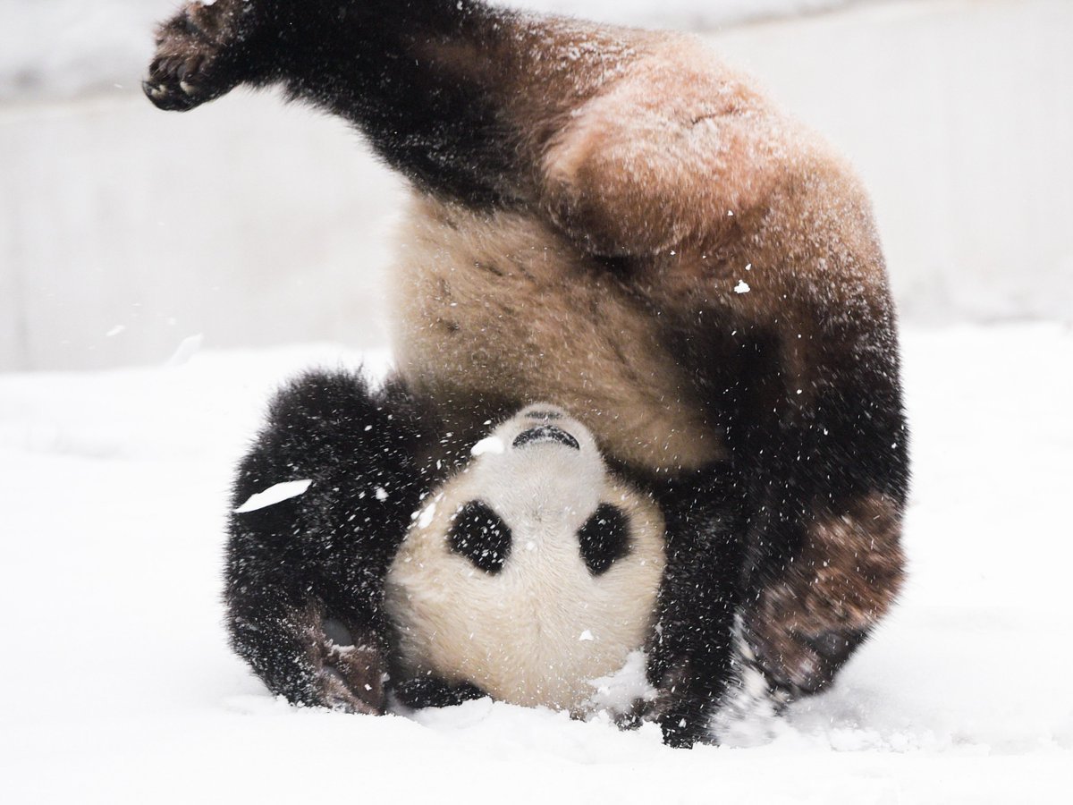 Медведь в сугробе. Панда в снегу. Панда кувыркается в снегу. Пандамкувыркается в снегу. Панда валяется в снегу.