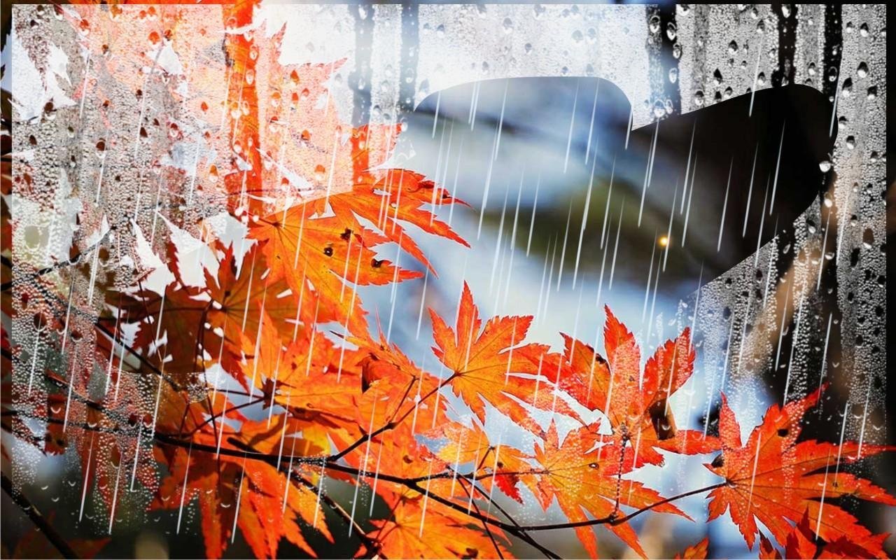 Песня осенью дождливый серый день. Осень дождь. Осенние листья на окна. Осенний дождик. Листья под дождем.
