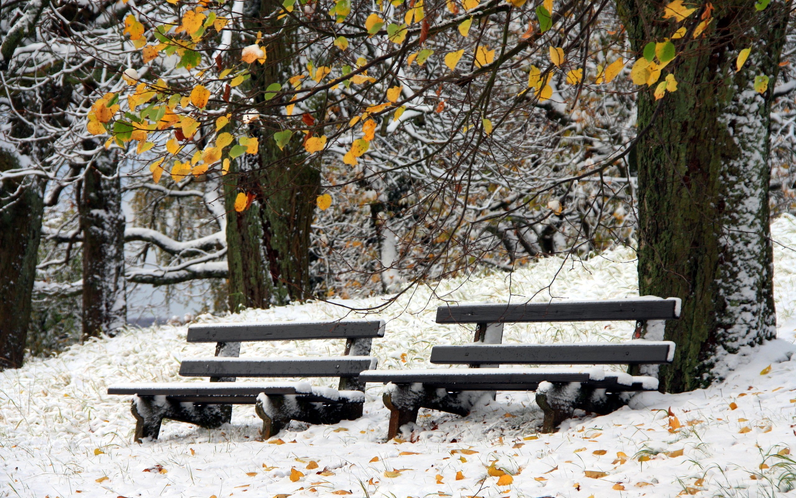 Толстого 1 снег. Ранняя зима. Скамейка в зимнем парке. Снежная осень. Скамейка в парке зимой.
