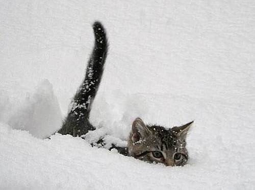Субару кот снег