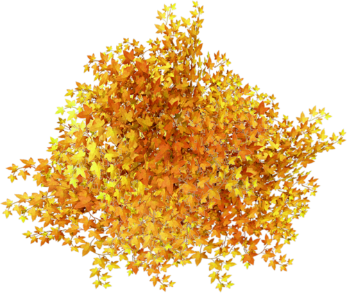 Осенние кусты на прозрачном фоне