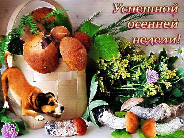 Хорошей осенней недели и отличного настроения