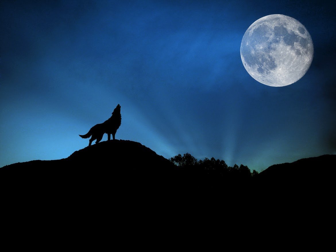 Волк пытающийся съесть луну. Волк воет на луну. Волк и Луна. Ночные волки. Волк ночь Луна.