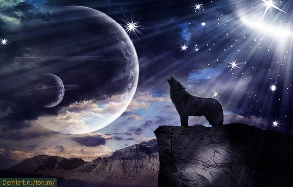 Спокойный волк с луной