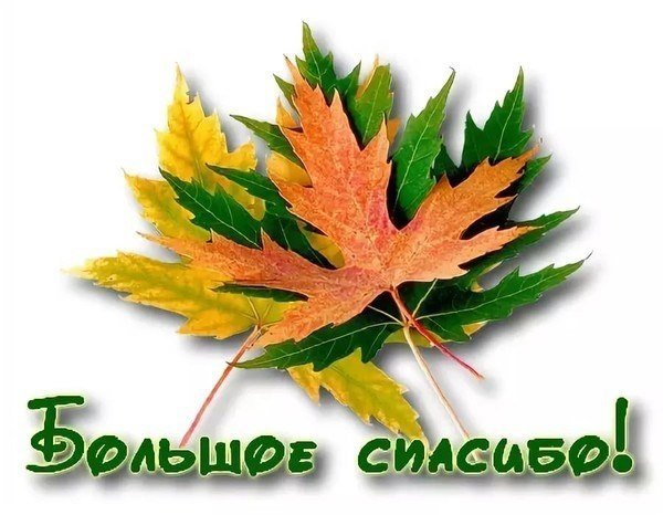 Спасибо осенние листья