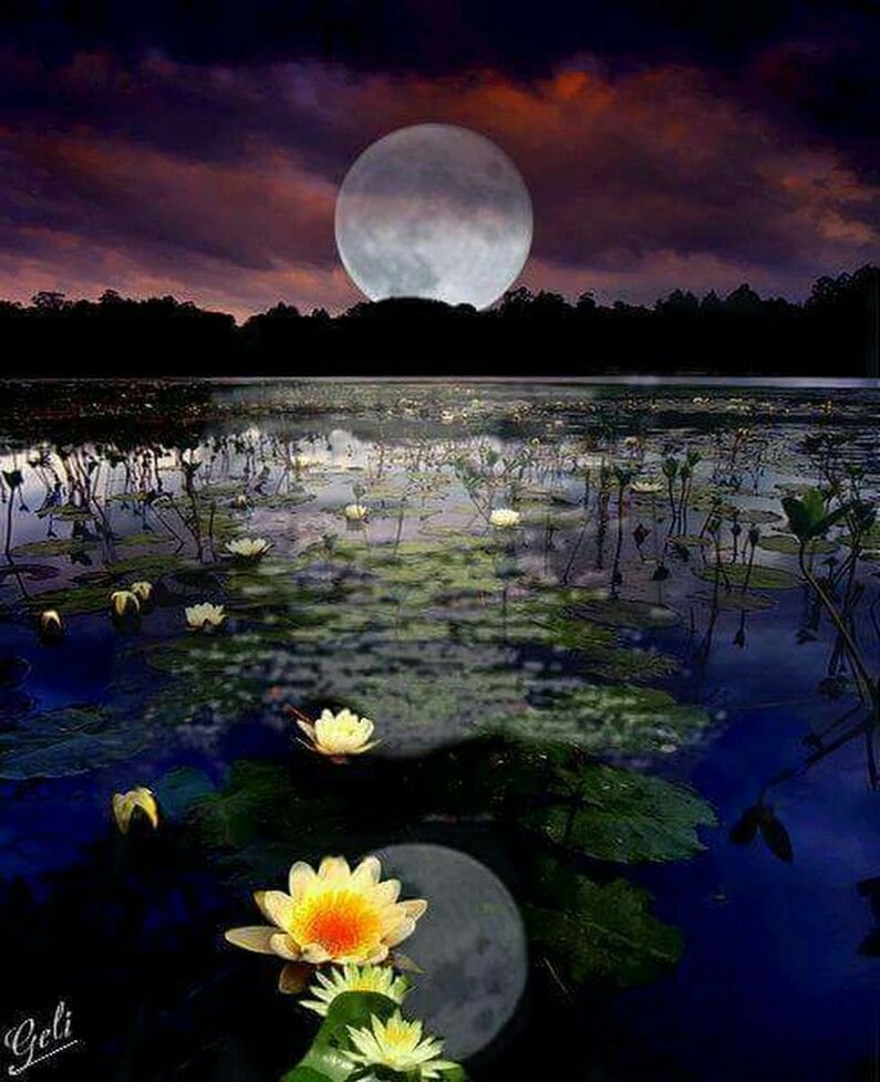 Восхитительной ночи. Кувшинки ночью. Озеро в лунном свете. Луна и цветы. Кувшинки, цветущие ночью.