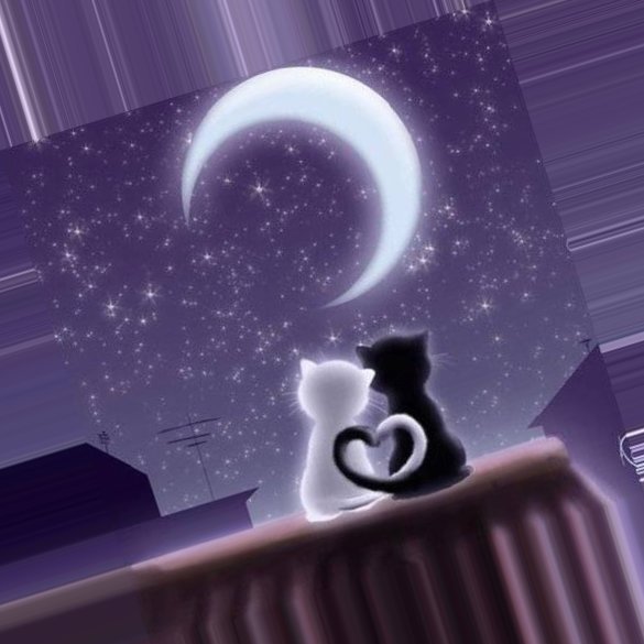 Влюбленные коты под луной