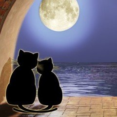Два кота смотрят на луну
