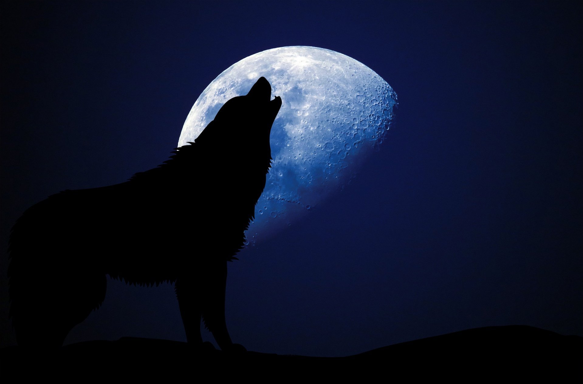 Вой волка на луну песня. Воющий волк. Волк воет на луну. Вой волка. Волк и Луна.