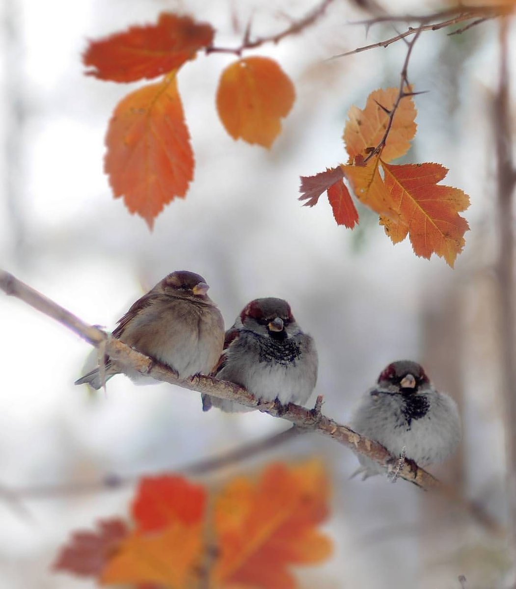 доброе утро картинки с птичками осень