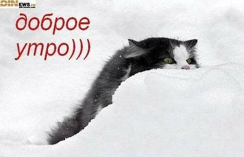 Доброе зимнее утро кот