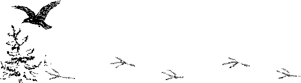 Следы ворона