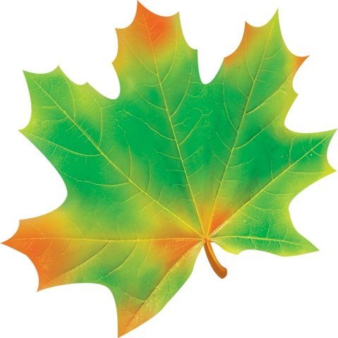 Кленовый лист цветной