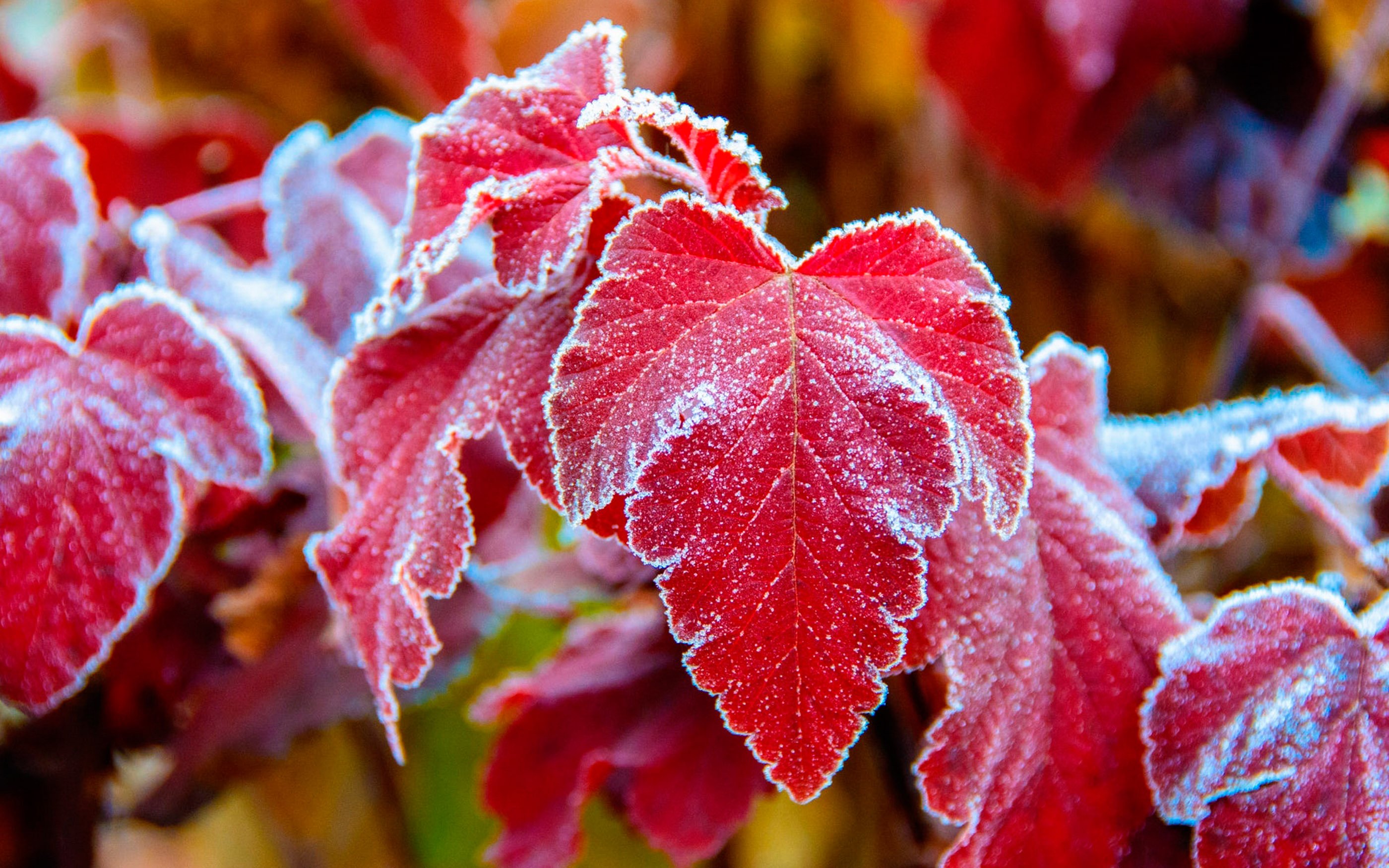 Заморозка листьев. Осенние листья в инее. Осенние заморозки. Красный лист. Красивые листья.