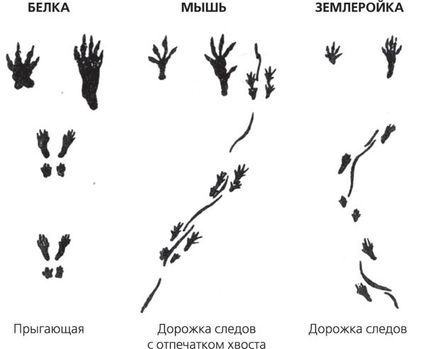 Следы на снегу мыши полевки