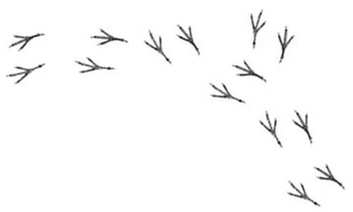 Следы птицы Воробей