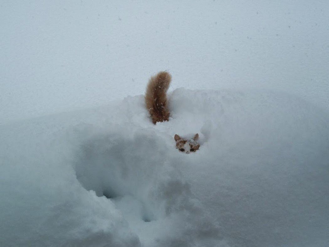 Елочка выдернула лапу из сугроба. Кот в сугробе. Кот прячется в снегу. Кот торчит из снега. Кот торчит в сугробе.