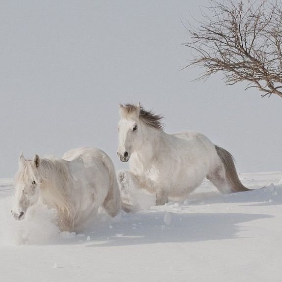 Лошади любовь зима