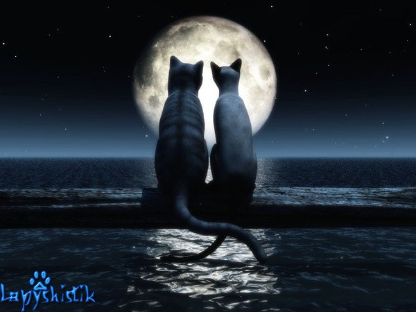 Две кошки на Луне