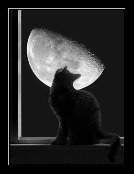 Луна кот окно