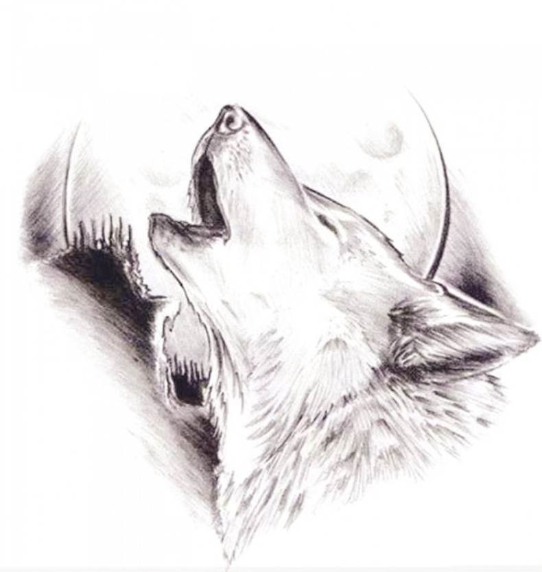 Картинки волков для срисовки - идей для рисования