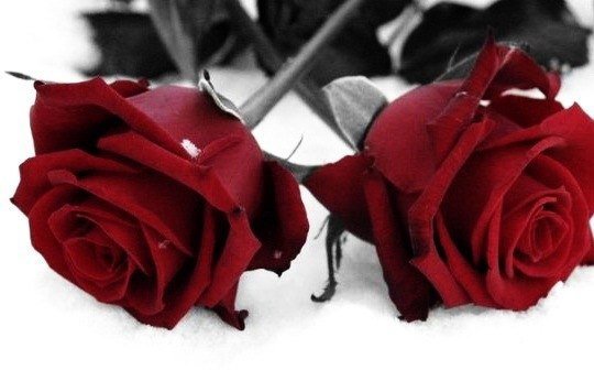 Две розы на снегу