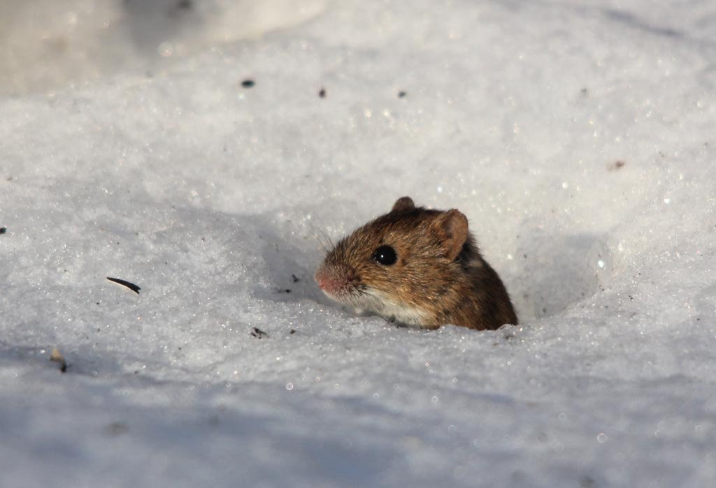 Полевые мыши зимой. Мышь полевка. Полевка мышь зимняя. Полевка зимой. Мышь полевка зимой.
