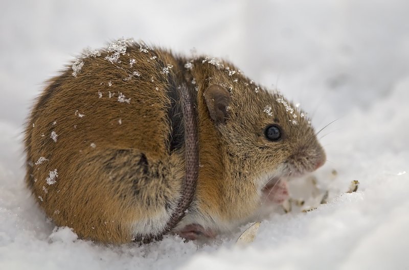 Полевые мыши зимой. Полевка мышь зимняя. Полевка зимой. Снеговая полёвка. Мышь полевка зимой.