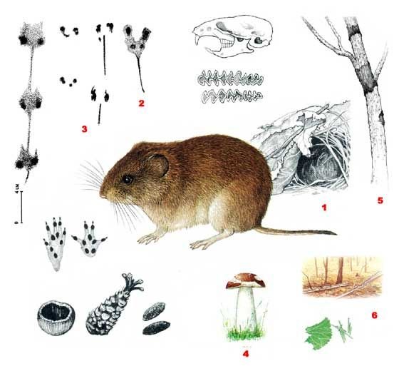 Следы полевки