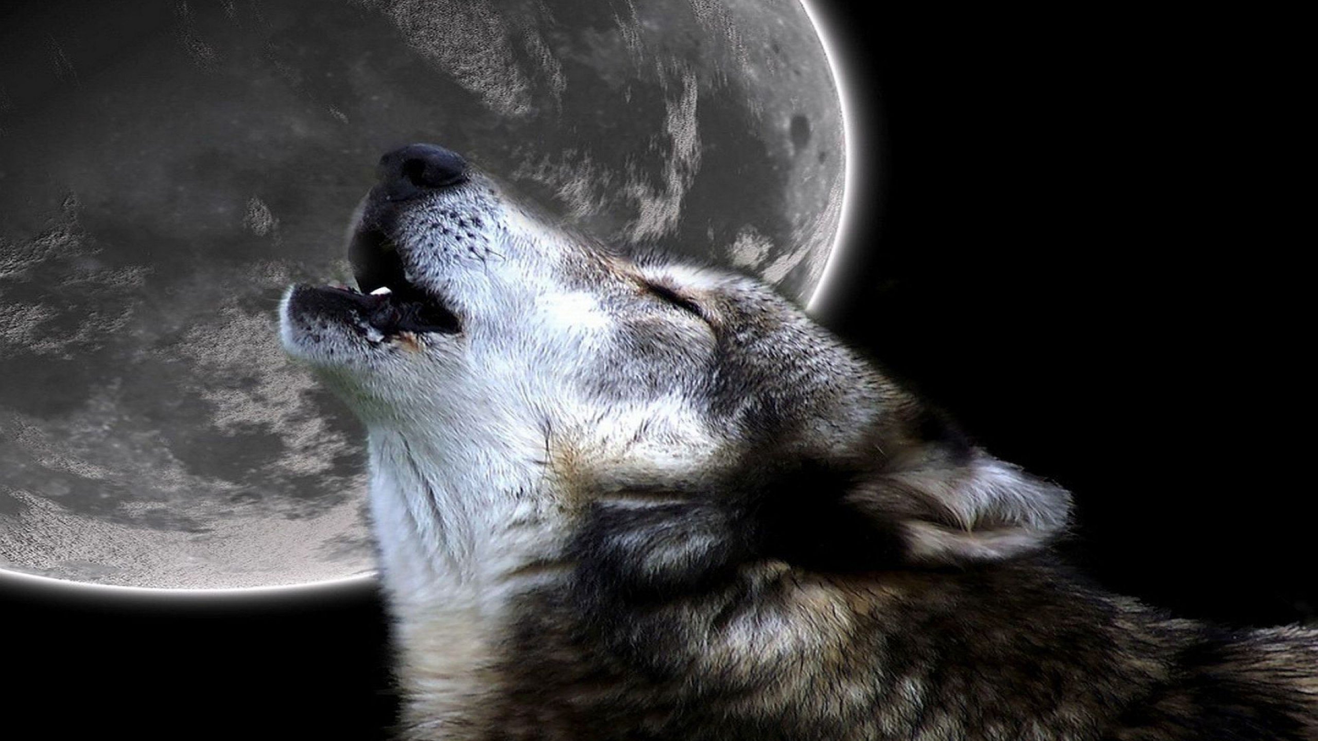 Щемящий это. Волк и Луна. Воющий волк. Волк воет на луну.