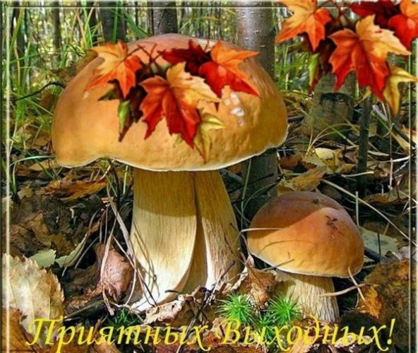 Хороших осннн х выходных