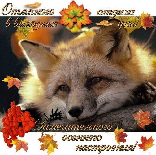 Отличного настроения Лисенок