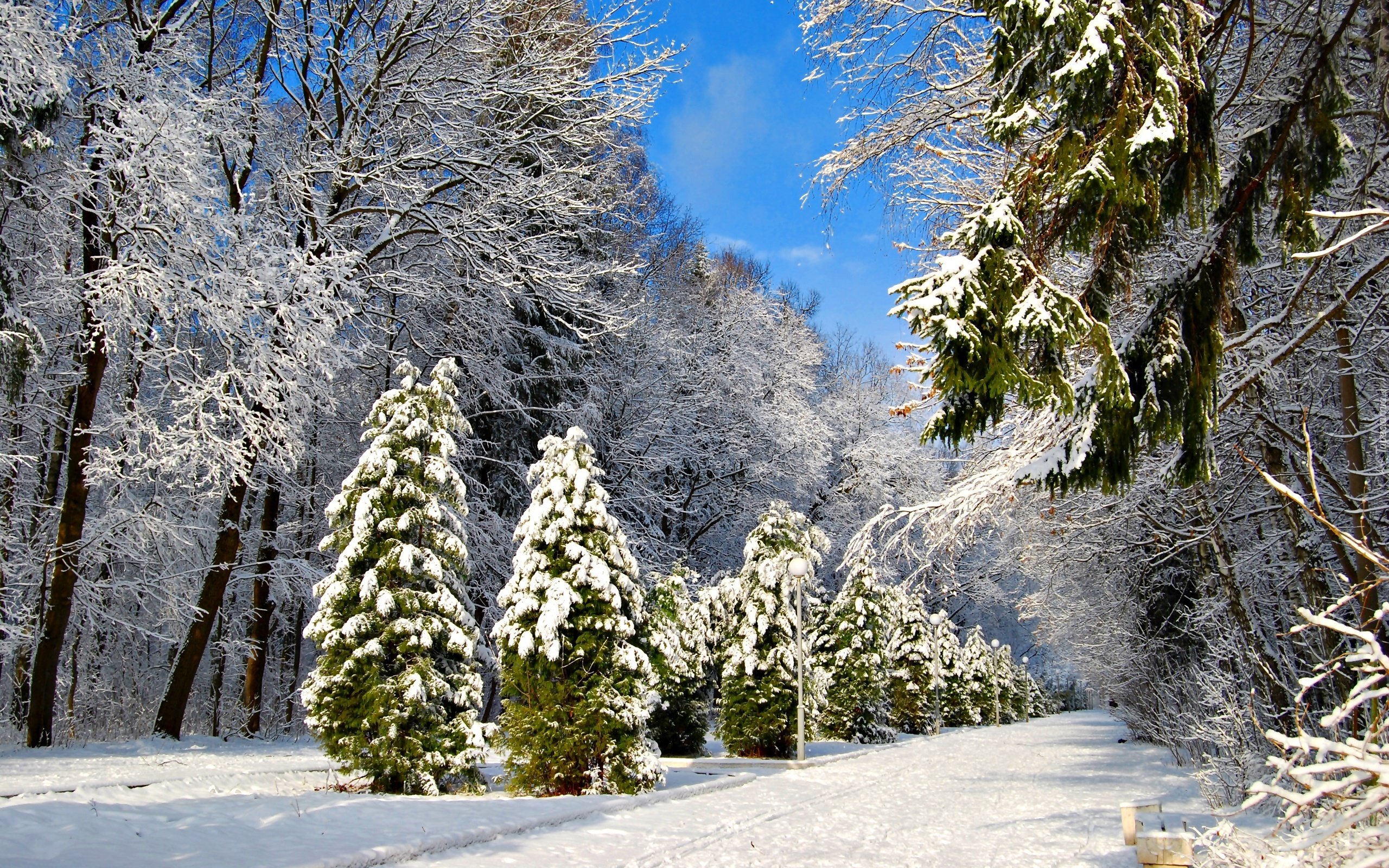 Зеленые ели в снегу. Зимняя природа. Заснеженные деревья. Зимнее дерево. Зимний лес.